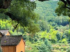 -杨家堂村