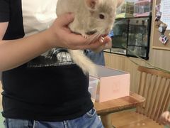 -藦茜花园宠物主题亲子互动体验馆(国顺东路店)