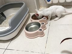 -纳吉亚猫专科动物医院·北北分院