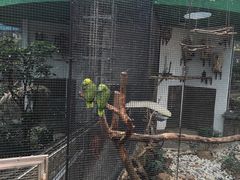 鸟-九龙公园