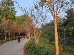 -灵岩山风景区