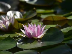 -国家植物园南园