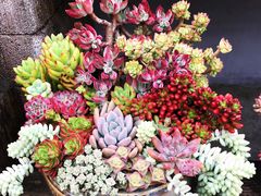 -三圣花乡旅游区