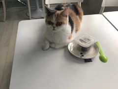 -喵的天空名猫咖啡馆·撸猫·猫舍·用品