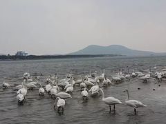 -烟墩角天鹅湖