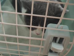 -糯米喵星人总部直营旗舰店·猫舍·幼猫出售