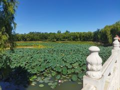 -南海子公园