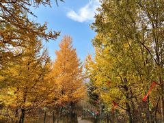 -五台山风景区