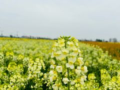 -中国天府农业博览园