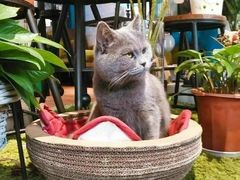 -花与咖啡馆(金星楼店)