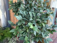 -小茶闲舍·观景商务茶馆(广州塔店)