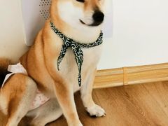 -柴犬小屋·柴餐厅·狗咖食堂(金鼎广场店)