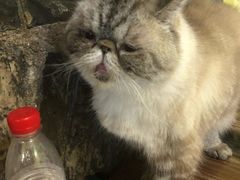 -猫色咖啡·猫咖