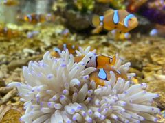 -海合安成都极地海洋公园