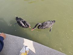 -西苑公园