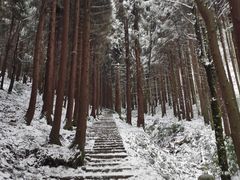 -武陵山森林公园