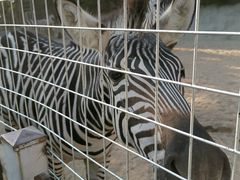 -泉州海丝野生动物世界