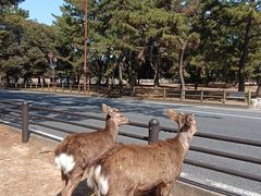 -奈良公园