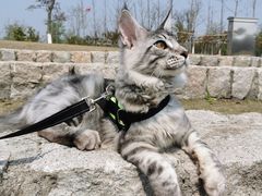 -Bastet sally猫舍购宠(静安店)
