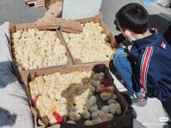 -哈尔滨道外花鸟鱼市场