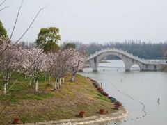 樱花林-上海海湾国家森林公园