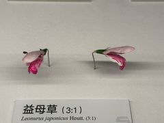 -四川大学博物馆