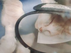 -伟伟宠物医院·瑞派猫友好医院·猫科(光谷店)