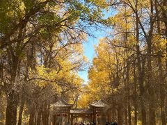 -金塔沙漠胡杨林景区