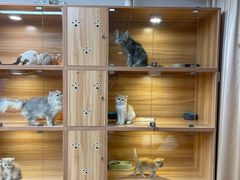 -猫十亿·布偶金渐层·曼基康矮脚猫舍(青年路店)