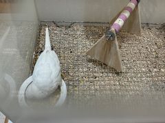 -帕帕拉兹宠物(亚洲旗舰店)