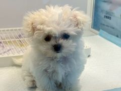 -翊宠yipet猫狗购宠庄园犬舍•猫舍