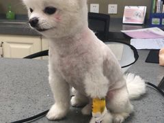 -安安宠医·臻爱宠物医院(簇锦北路分院)