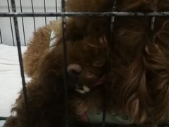 -达爱动物医院·犬猫分区·CT·复杂眼科(远洋山水分院)