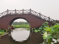 -荷塘月色湿地公园·向阳花洲