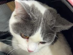 -艾贝尔宠物医院·24H转诊中心·肿瘤猫专科(江宁双龙店)
