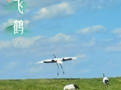 -黑龙江扎龙生态旅游区