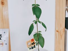 -呷贺盐酥鸡(抄纸巷店)