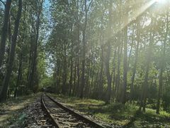 -合肥滨湖国家森林公园