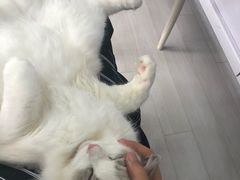 -喵的天空名猫咖啡馆·撸猫·猫舍·用品