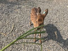 -鹿境梅花鹿生态园区