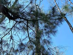 -合肥滨湖国家森林公园