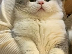 -爱妮康宠物医院·干细胞免疫细胞·肿瘤·心脏(张江店)