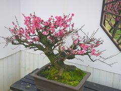 -香雪海