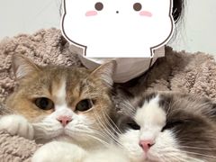 -老吴的猫·猫舍(新区店)