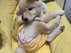 -逗柴咖啡屋·狗咖猫咖宠物桌游