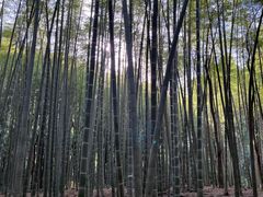 -同里国家湿地公园