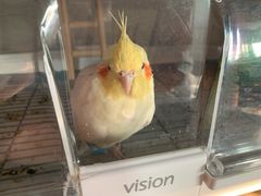 -爱侣宠医·鹦鹉专科·小型哺乳类·异宠专科(灵石路店)