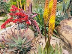 -东莞植物园