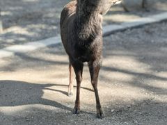 -奈良公园