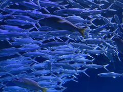 -海合安武汉极地海洋公园
